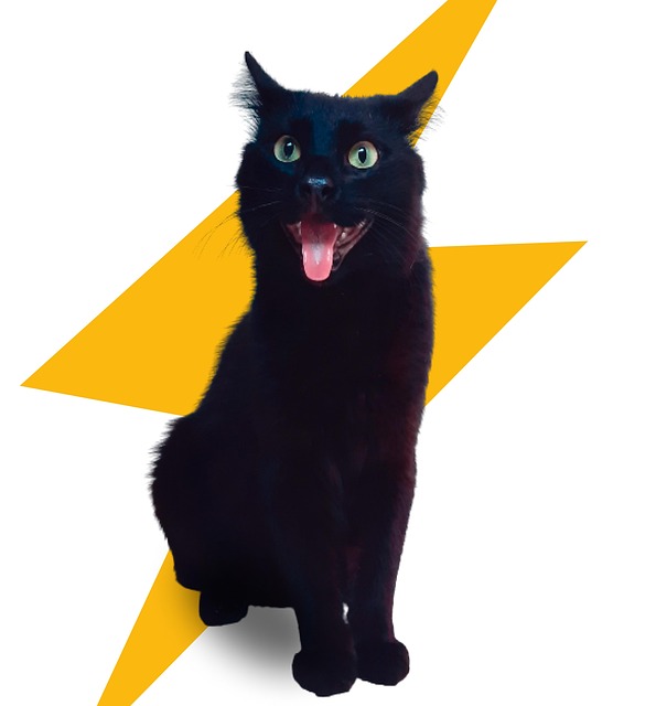 Free Cat Animal photo and picture