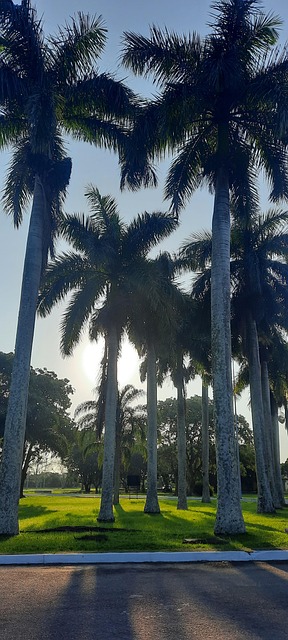 Free Landscape Coconut Tree photo and picture