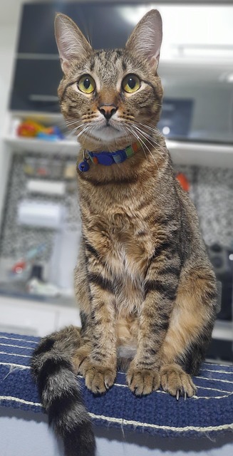 Free Cat Animal photo and picture