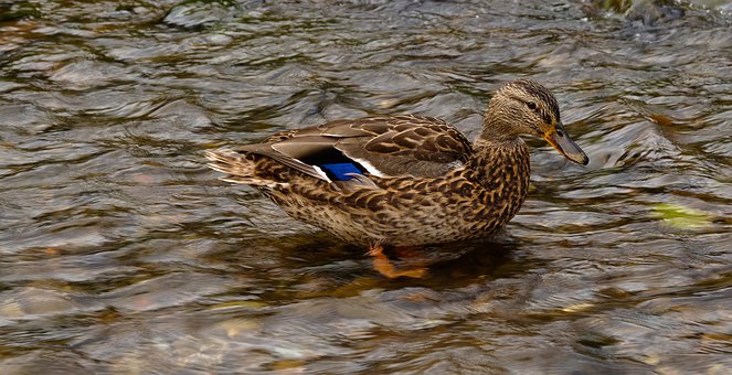 Free Duck Bird photo and picture