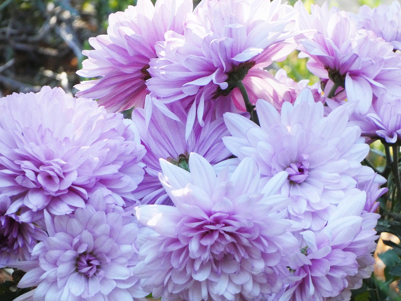 Sitemapcdatahttpsshopinf Inetcomplante A Fleurs Pourpres 7 Lettres