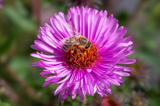 Free Bee Beautiful Flowers photo and picture