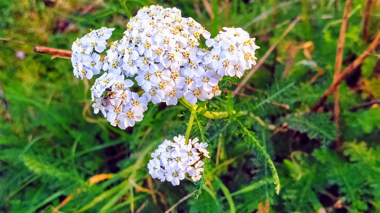 Natureza Campos Flores Foto gratuita no