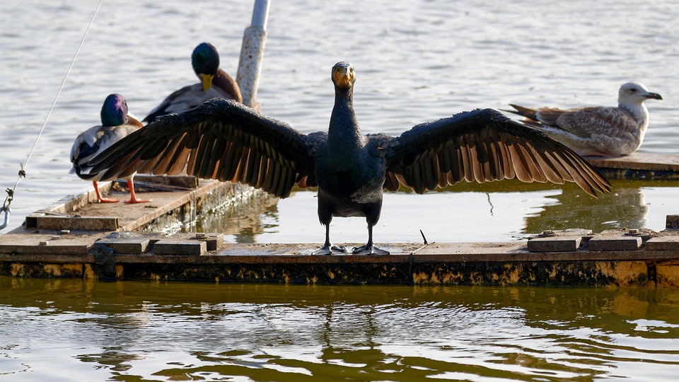 Influenza A/H5N1 Outbreak in Elephant Seals: Evidence of Mammal-to-Mammal Transmission in Argentina - University of Nebraska Medical Center - News Directory 3