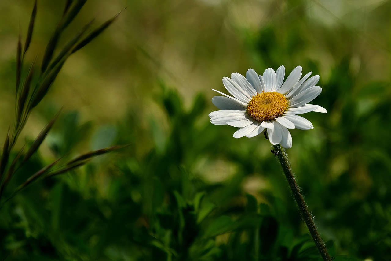 Marguerite Fleur Bloom Photo Gratuite Sur Pixabay Pixabay marguerite-fleur-bloom-photo-gratuite-sur-pixabay-pixabay