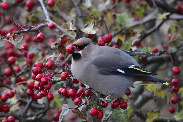 Bird Waxwing Berries Red - Free photo on Pixabay
