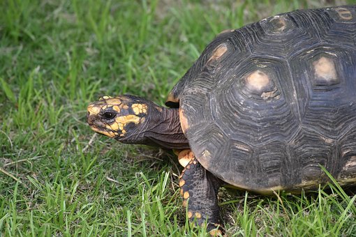 Free Animal Nature photo and picture