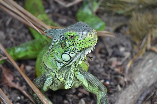 Free Fauna Lizard photo and picture