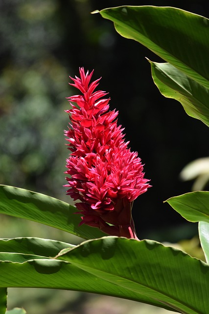 Free Flora Nature photo and picture