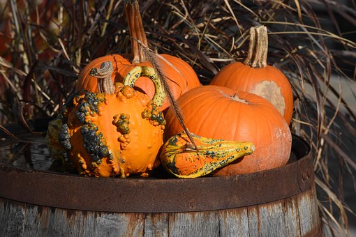 Free Pumpkin Halloween photo and picture