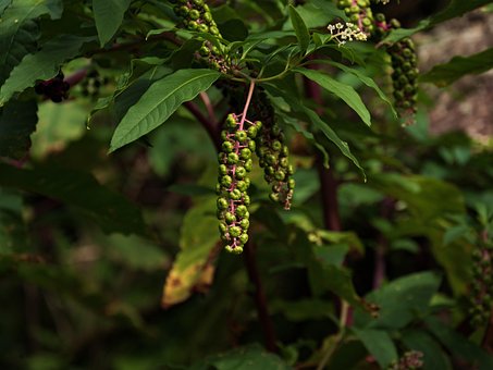 Fitolaca, Naturaleza, Italia, Verdura