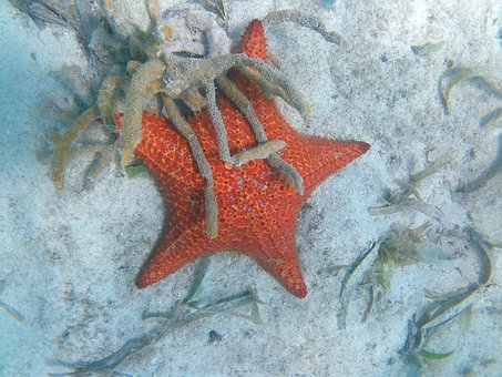 Free Sea Stars photo and picture