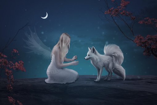 Free Fox Animal photo and picture