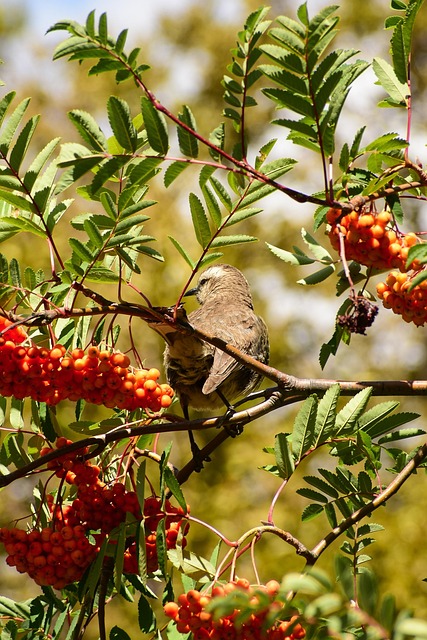 Free Bird Nature photo and picture