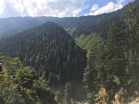 Free Forest Trees photo and picture