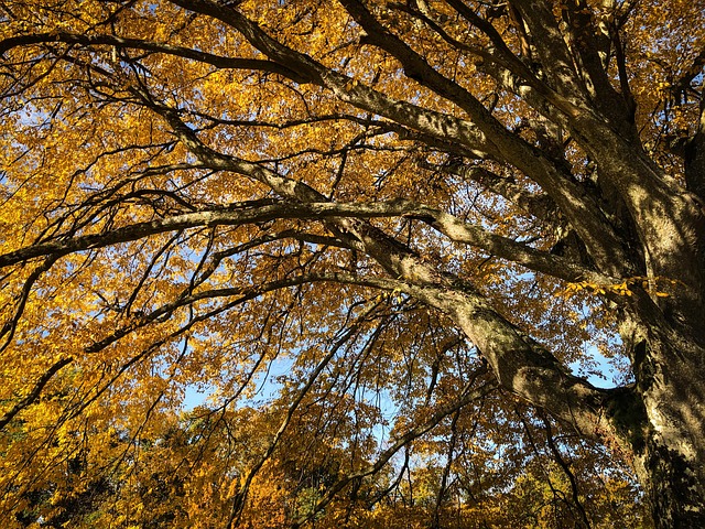 Free Fall Leaves photo and picture