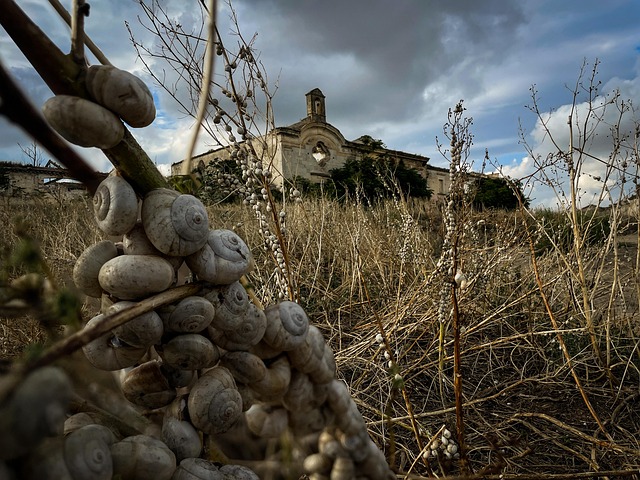 Free Masseria Abandoned photo and picture