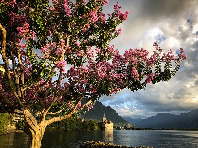 Free Chillon Castle photo and picture