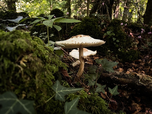 Free Mushroom Mushrooms photo and picture