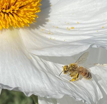 Bi, Pollen, Blomst, Natur, Kronblade