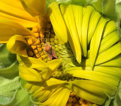 Solsikke, Natur, Blomst, Blomstre