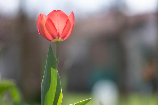 Bloem, Tulp, Plantkunde, Bloom, Bloesem