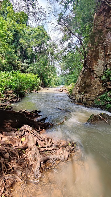 Natureza, Selva, Floresta, Agua, Rio