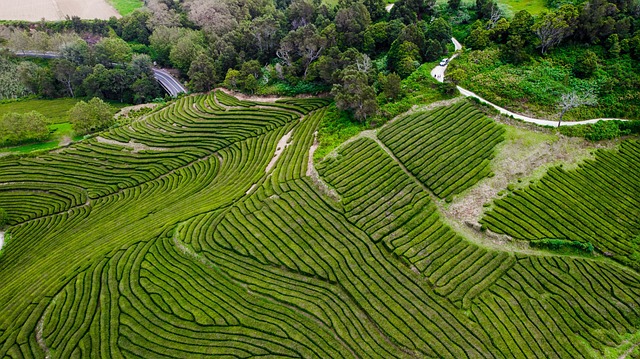 Chá, Campo De Chá, Azores, Campo Verde