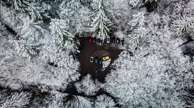 Neve, Floresta, Schnee, Valdo, Natureza