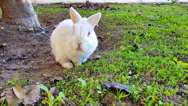 Free Field Rabbit photo and picture