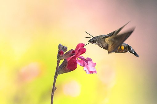 Free Hawk Moth Flower Wallpaper photo and picture