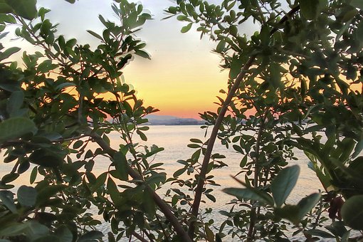 Brasilien, Natur, Naturlig, Flod, Strand