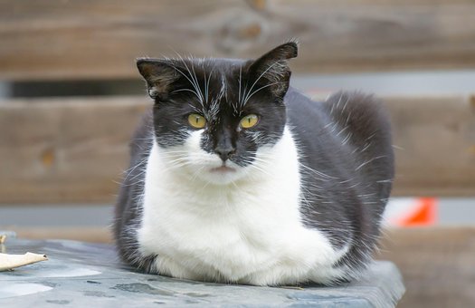 Gato, Animal, Felino, Preto E Branco