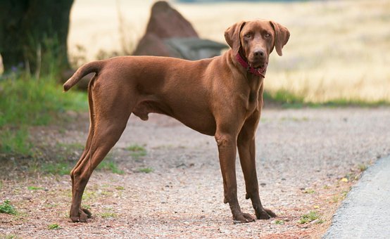 Labrador, Cachorro, Animal, Mamífero