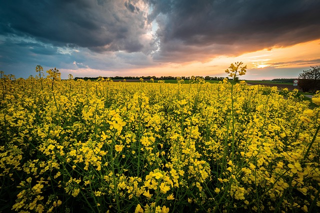 Free Field Dramatic photo and picture