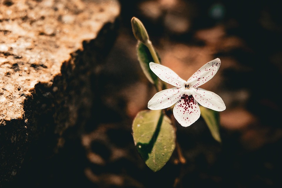 Flower Petal Rocks Flower Plant Rock - Free photo on Pixabay