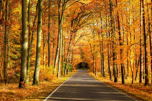 autumn, forest, road, trees, fall, nature, wilderness, kuyavian-pomeranian voivodeship, bydgoszcz, poland, nature, nature, nature, nature, nature