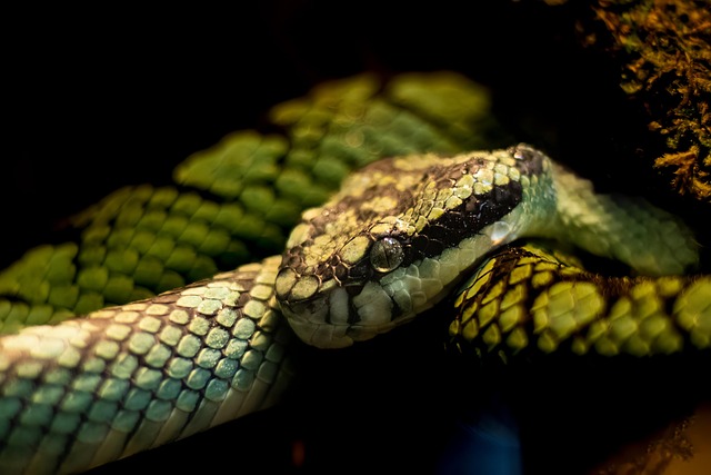 Viper, Schlange, Tier, Natur