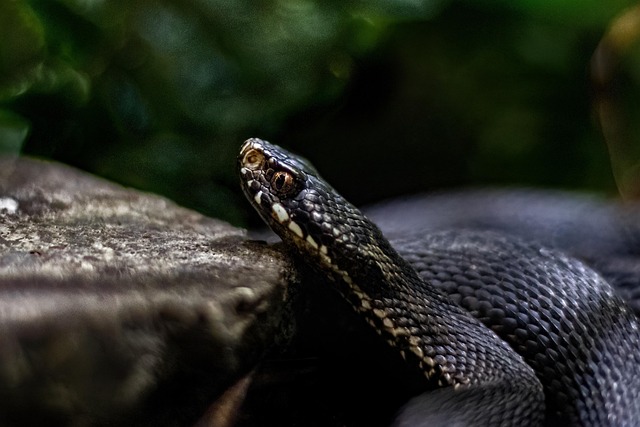 Viper, Schlange, Strand, Tier, Natur