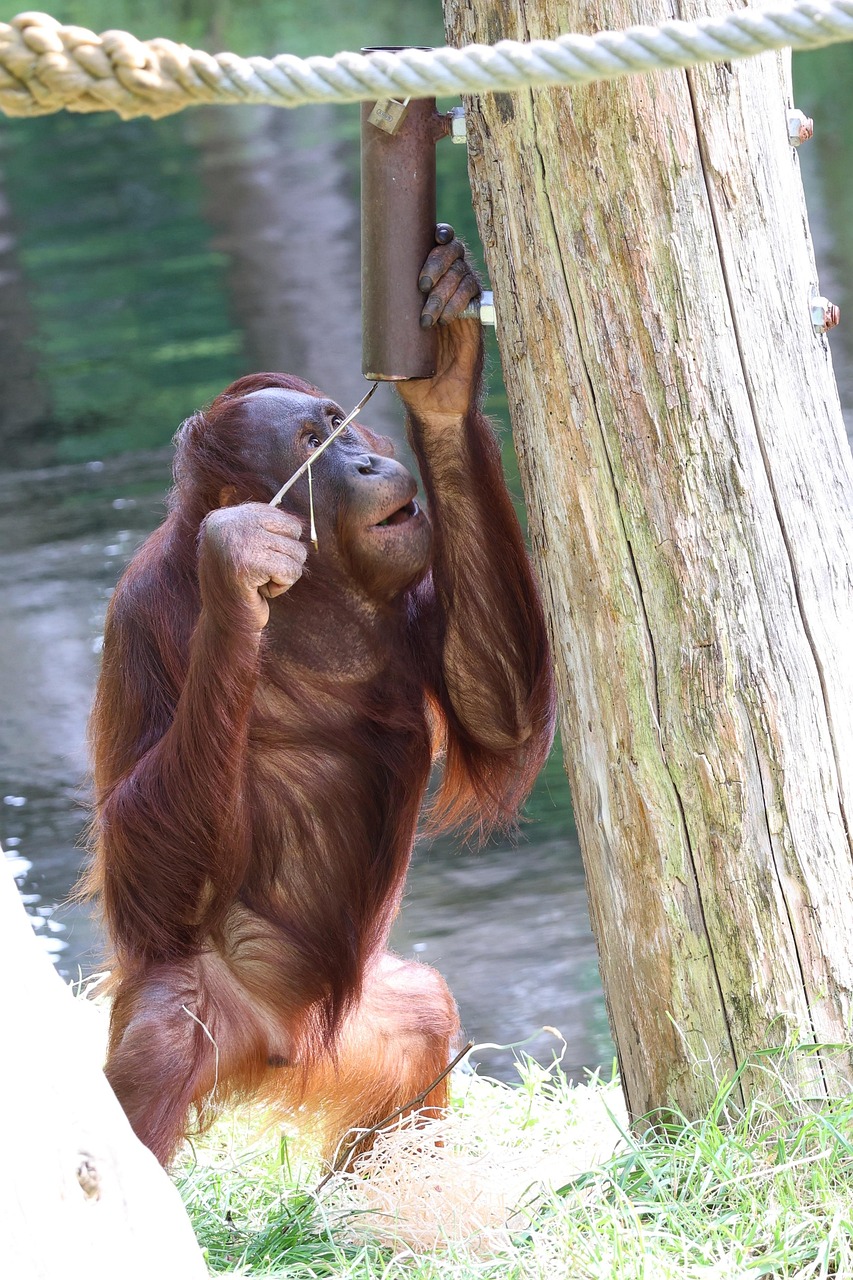 Monkey Zoo Free photo on Pixabay Pixabay
