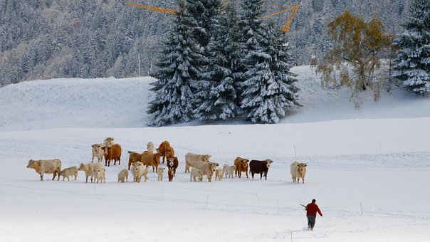 Free Cows Alpe Du Grand Serre photo and picture