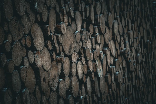 Free Wood Forestry photo and picture