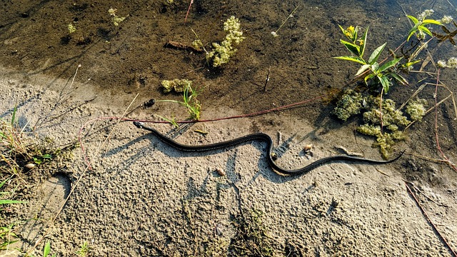 Snake, Ringelnatter, Gad, Natur, Wasser