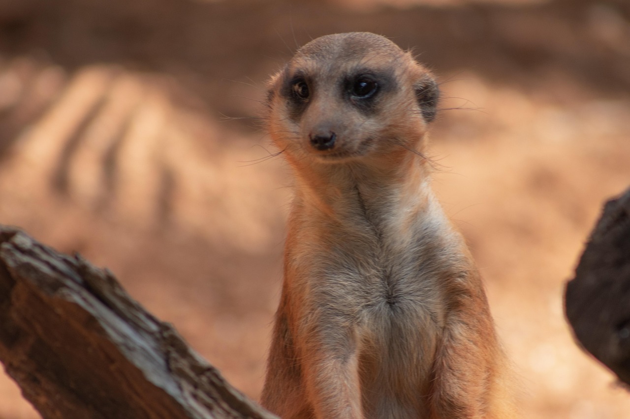Suricata Mangosta Animal Foto gratis en Pixabay Pixabay