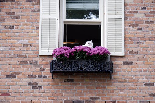 Haus, Fenster, Verschluss, Katze