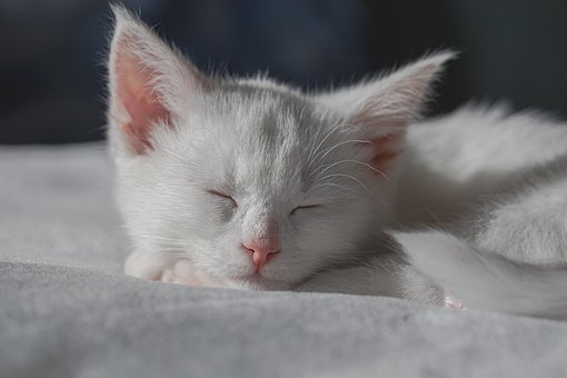Kat, Kæledyr, Killing, Søvn, Hyggelig