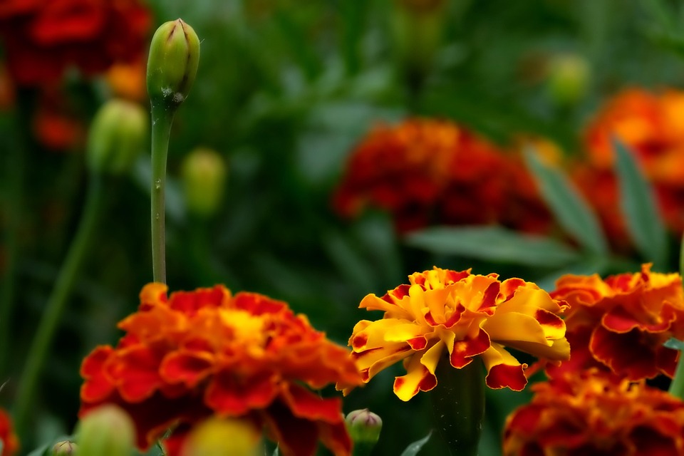 Marigold Flowers Garden - Free photo on Pixabay