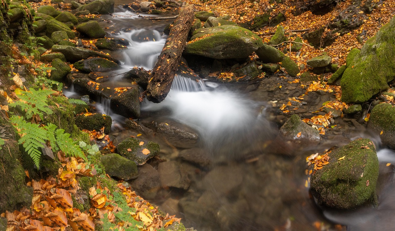 溪流 森林 自然 - Pixabay上的免费照片 - Pixabay