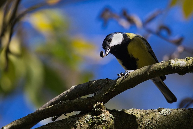 Vogel, Kohlmeise, Tierwelt, Zufuhr