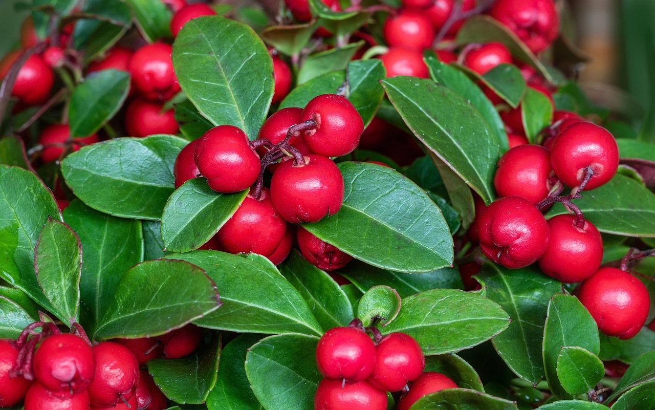 Berries Partridge Plants Free Photo On Pixabay Pixabay